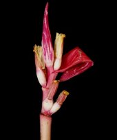 Musa velutina var. variegata