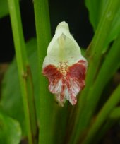 Bosenbergia meghalayansis