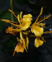Hedychium marginatum
