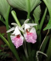 Boesenbergia siphonantha