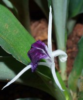 Kaempferia angustifolia