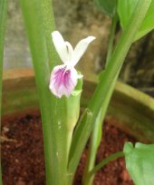 Kaempferia parviflora