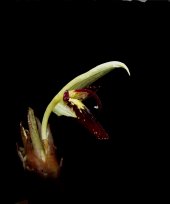 Zingiber arunachalensis