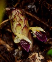 Zingiber campanulatum