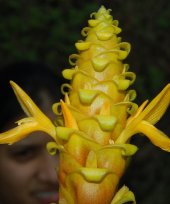 Zingiber divakarianum