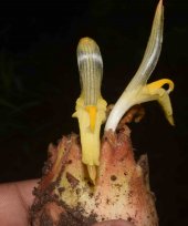 Zingiber kangleipakens