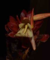 Zingiber meghalayensis