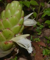 Zingiber neotruncatum